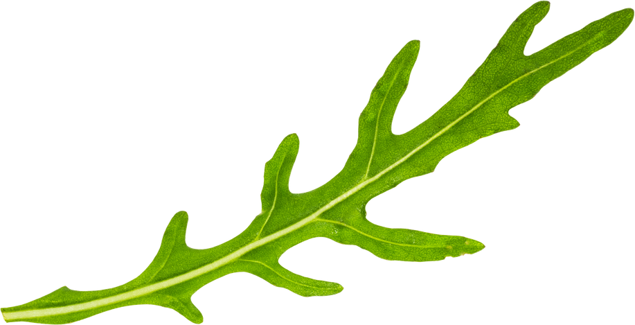 Single Arugula Leaf 